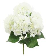 Hydranga Bush Blooms Cream