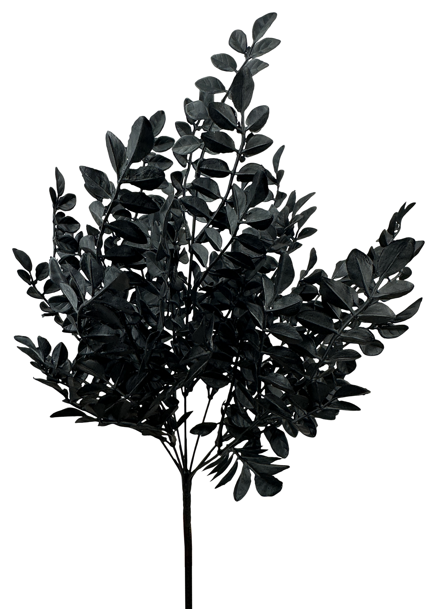 Black Wisteria Leaves Bush