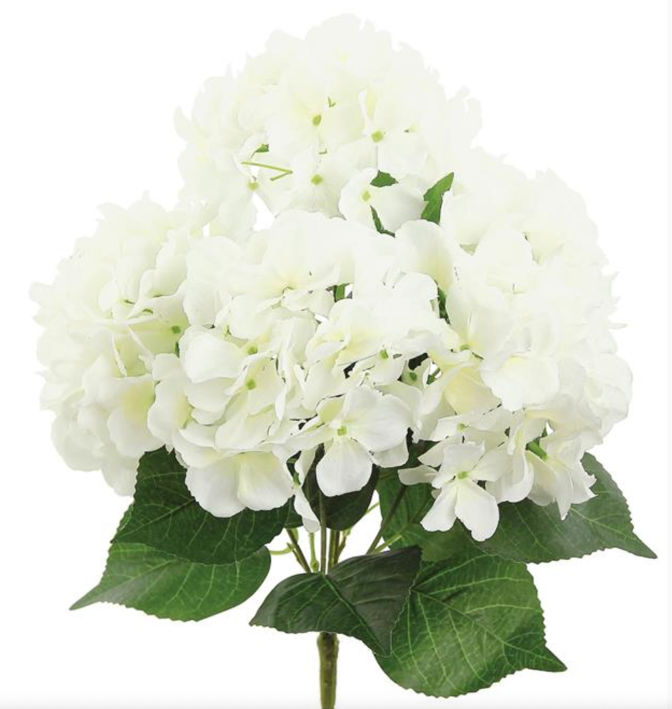 Hydranga Bush Blooms Cream