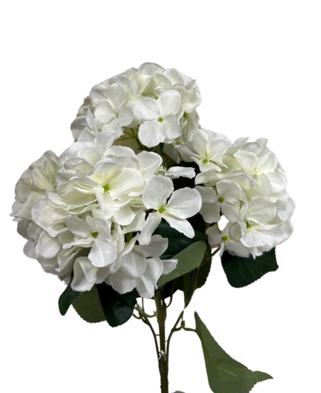 Hydranga Bush Blooms Cream