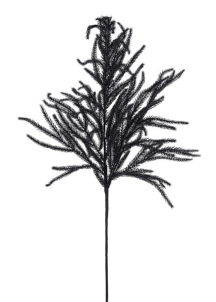 36"L NORFOLK PINE SPRAY BLACK