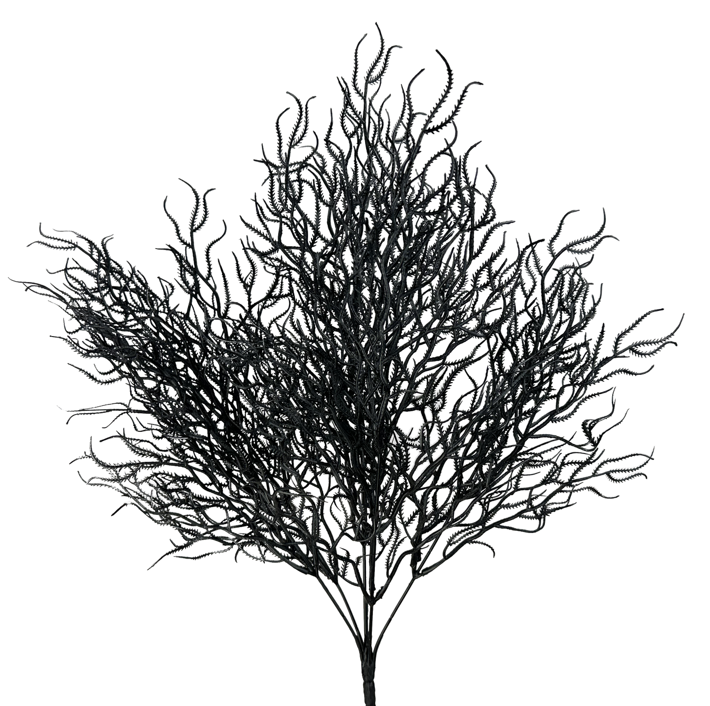 Black Seaweed Twig Bush