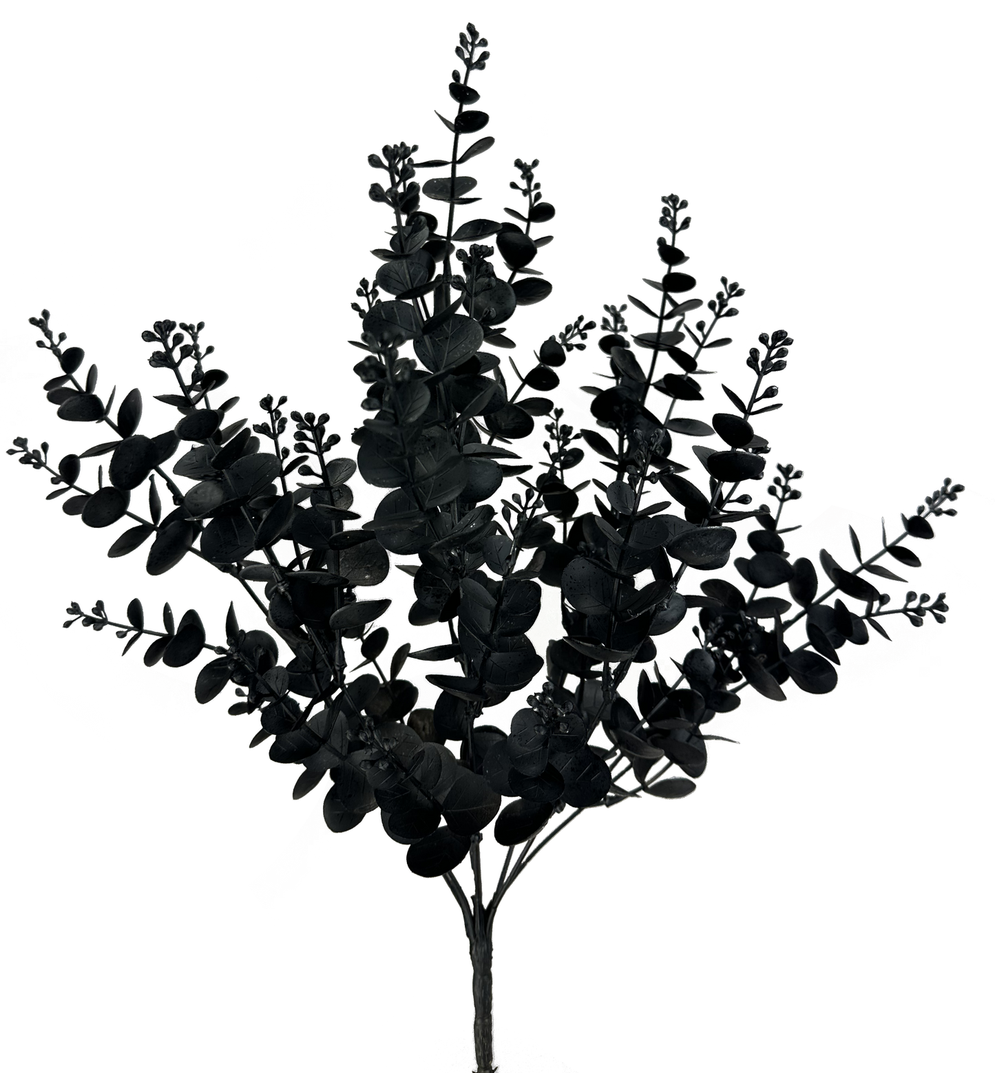Eucalyptus Bush Black
