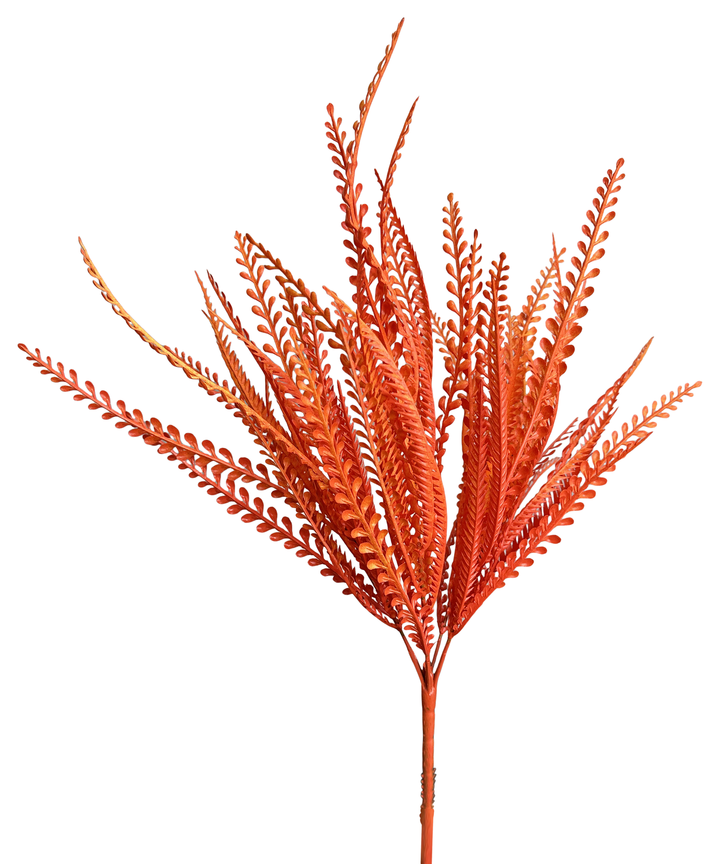 Orange Beaded Grass