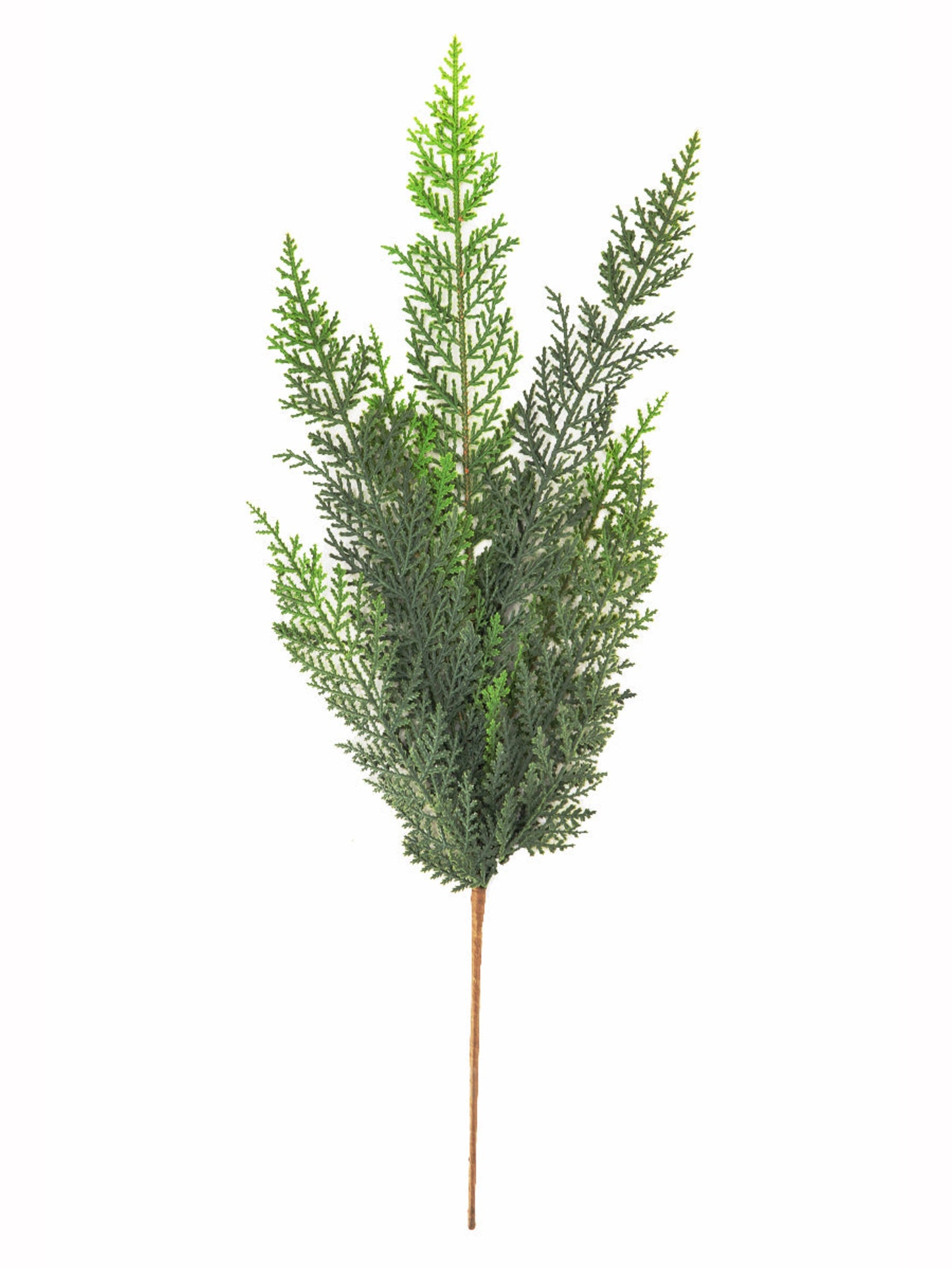 Cedar Spray 24"