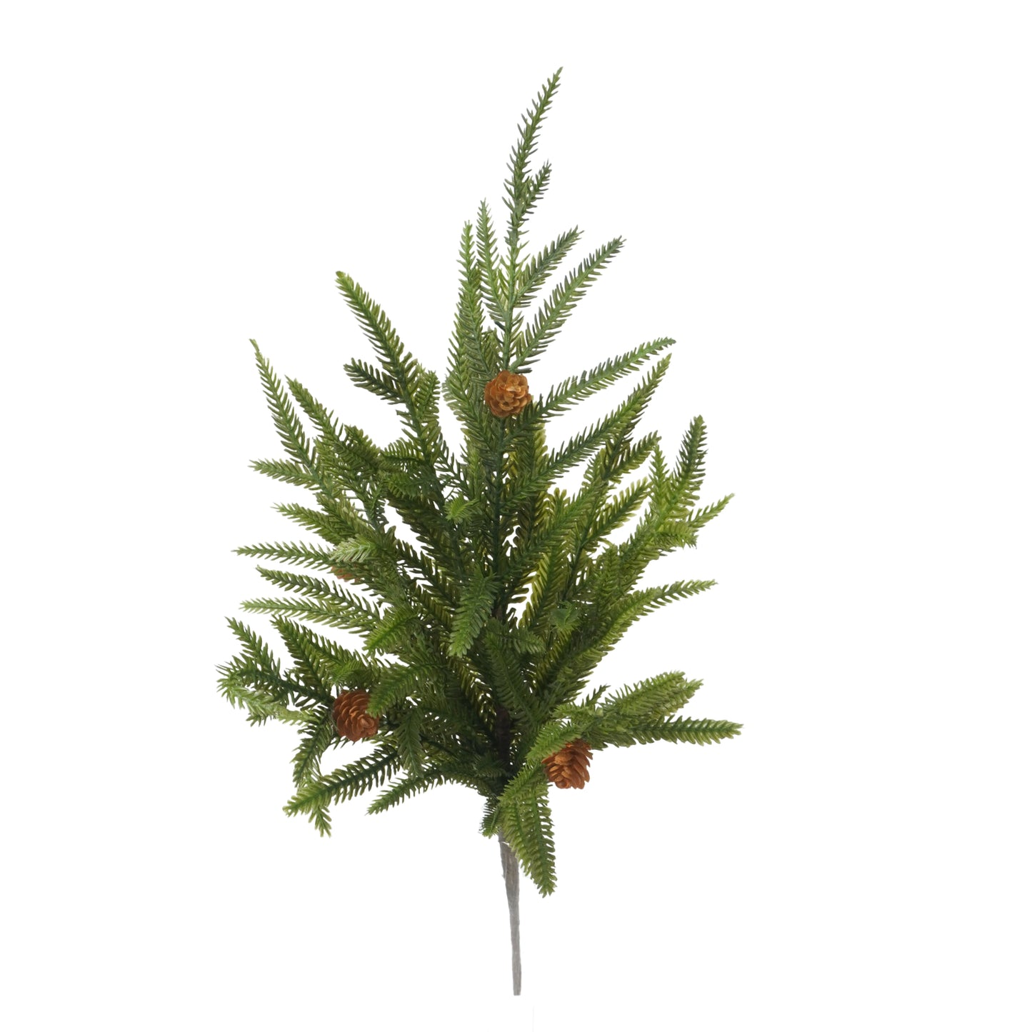 Norfolk Pine W/mini Cone Bush, 17.5"