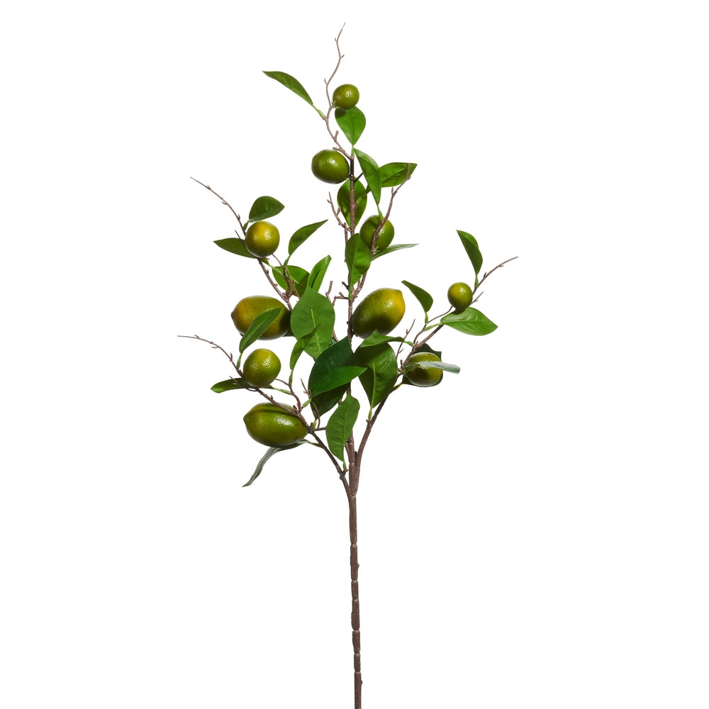 36" Lime Spray