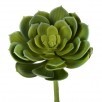 GIANT ECHEVERIA 9"